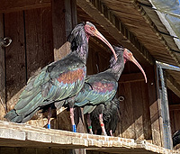 Link zur Waldrapp-Seite