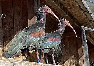 Link zur Waldrapp-Seite